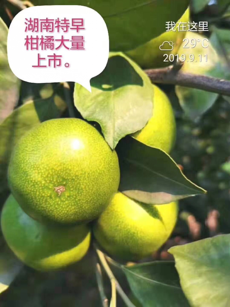 特早蜜桔60-70果大量上市品感酸甜、品质保证