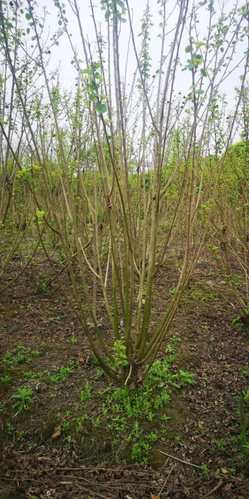 丛生木芙蓉，成都木芙蓉地笼批发、木芙蓉笼子