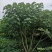丛生木芙蓉，成都木芙蓉地笼批发、木芙蓉笼子