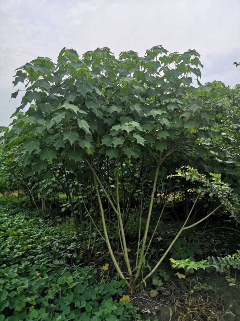 丛生木芙蓉，成都木芙蓉地笼批发、木芙蓉笼子
