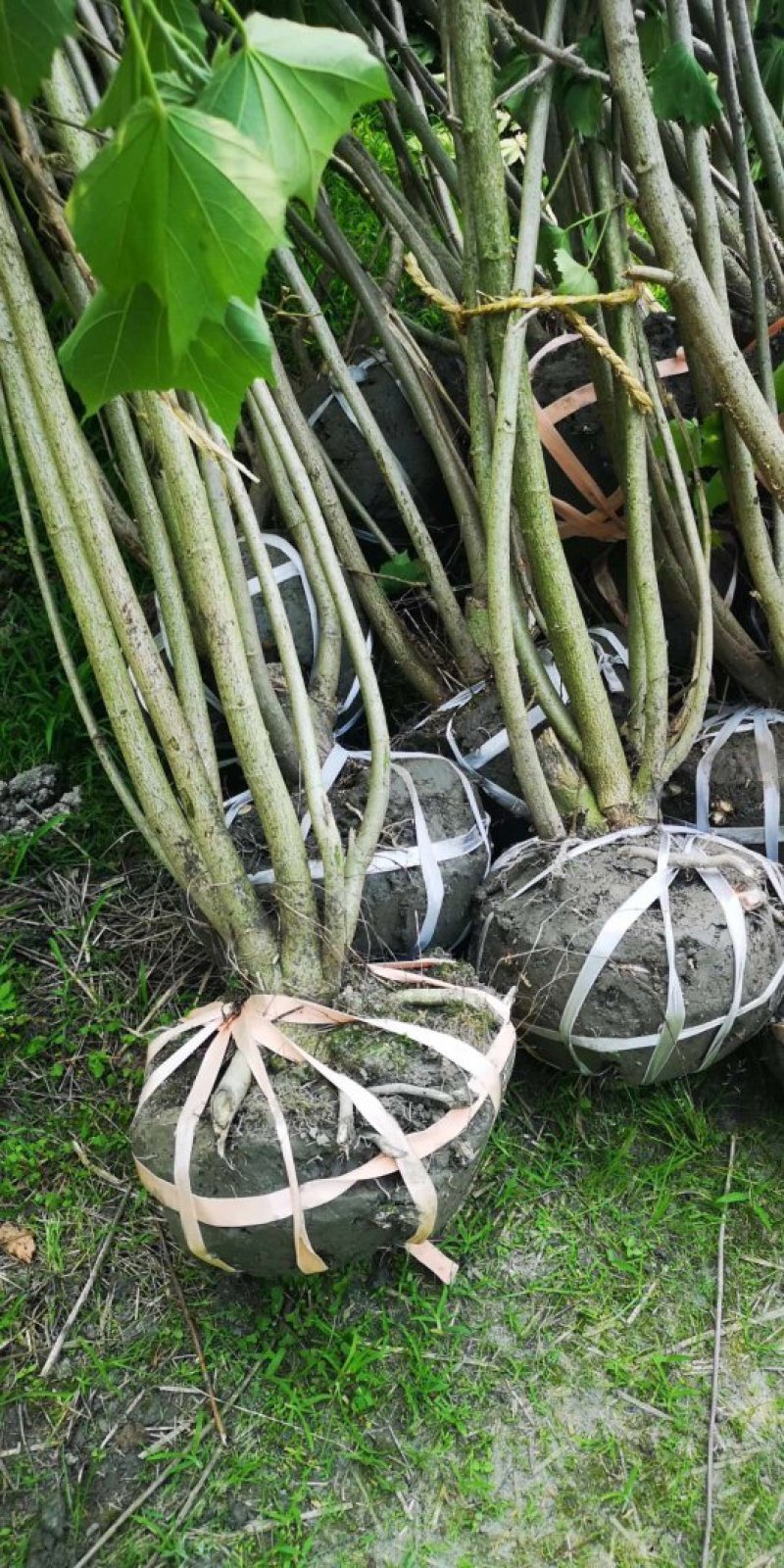 丛生木芙蓉，成都木芙蓉地笼批发、木芙蓉笼子