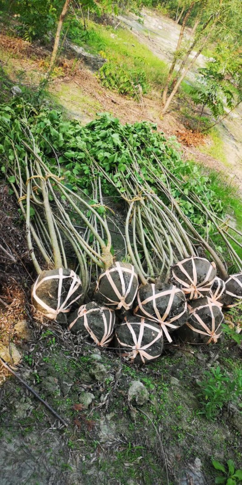 丛生木芙蓉，成都木芙蓉地笼批发、木芙蓉笼子