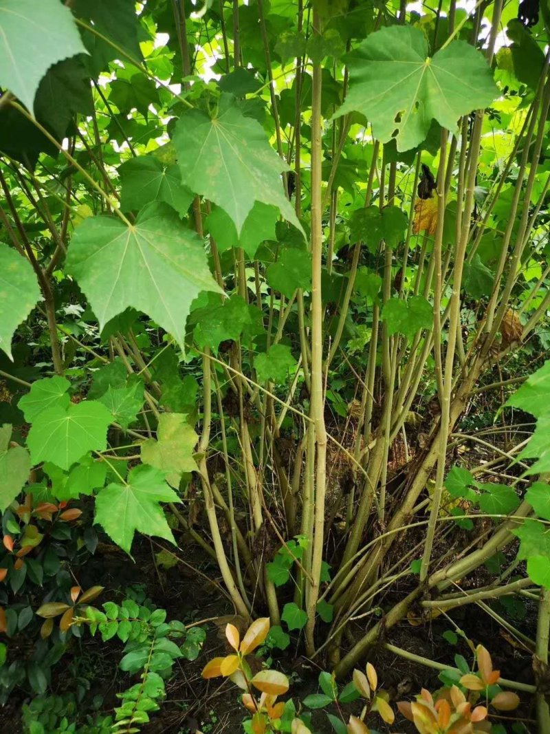 丛生木芙蓉，成都木芙蓉地笼批发、木芙蓉笼子