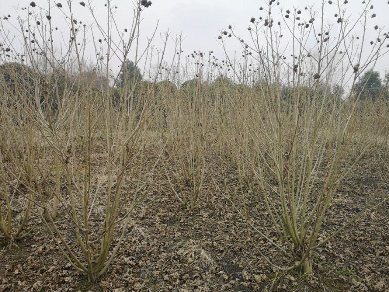 丛生木芙蓉，成都木芙蓉地笼批发、木芙蓉笼子