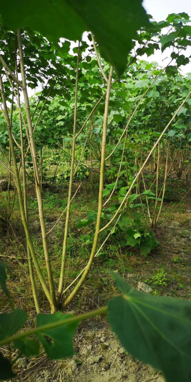 丛生木芙蓉，成都木芙蓉地笼批发、木芙蓉笼子