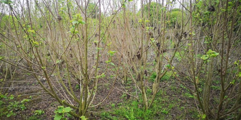 丛生木芙蓉，成都木芙蓉地笼批发、木芙蓉笼子