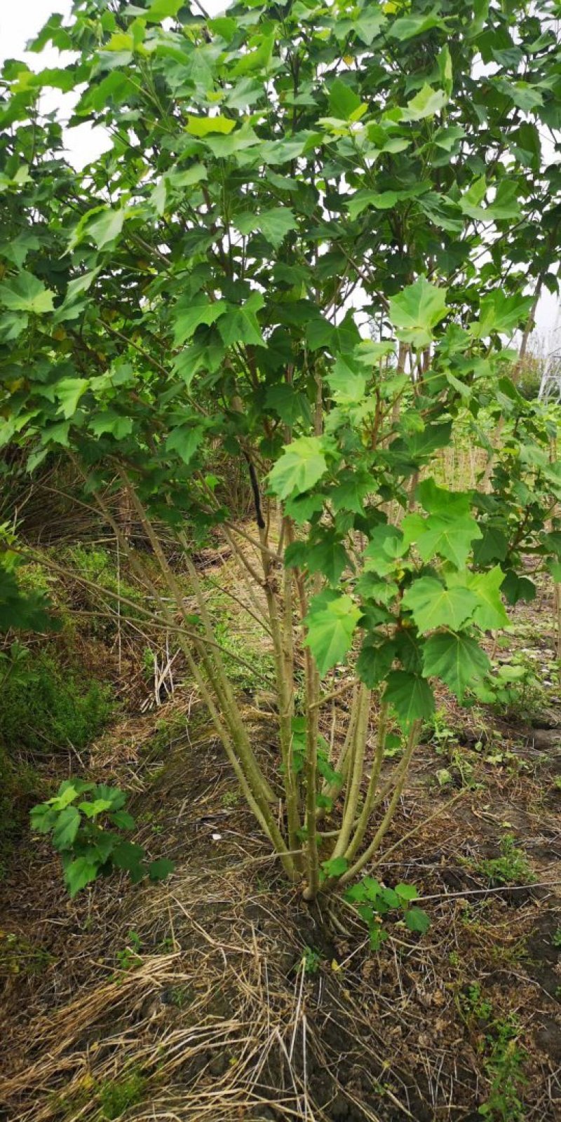 丛生木芙蓉，成都木芙蓉地笼批发、木芙蓉笼子