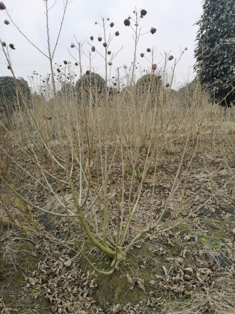 丛生木芙蓉，成都木芙蓉地笼批发、木芙蓉笼子