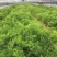 大天冬苗多薯基地一首货源批发一年大苗货真价实