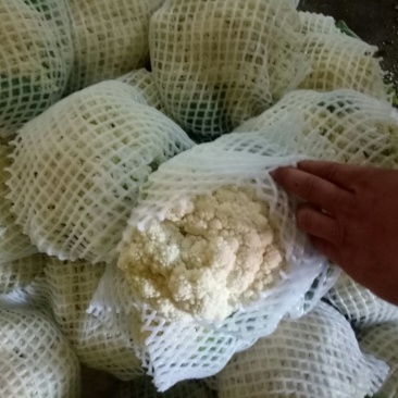 各种各样蔬菜大量现货