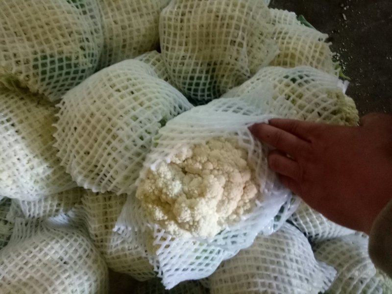各种各样蔬菜大量现货