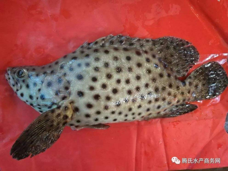 老鼠斑/1-3斤