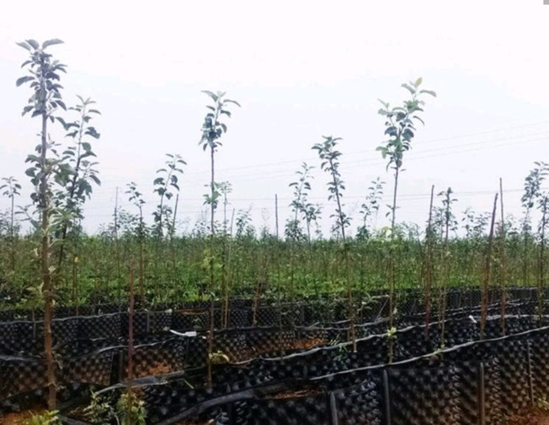 红肉苹果树苗品种多包成活签合同技术指导全国发