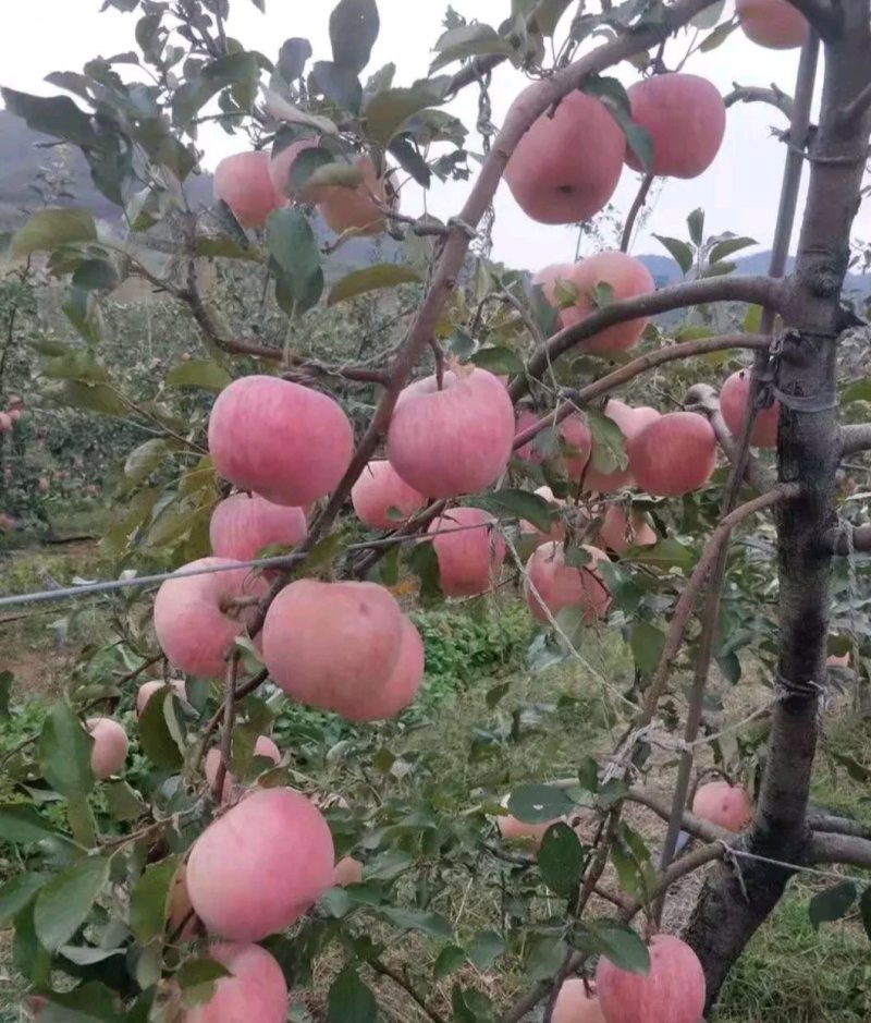 红肉苹果树苗品种多包成活签合同技术指导全国发