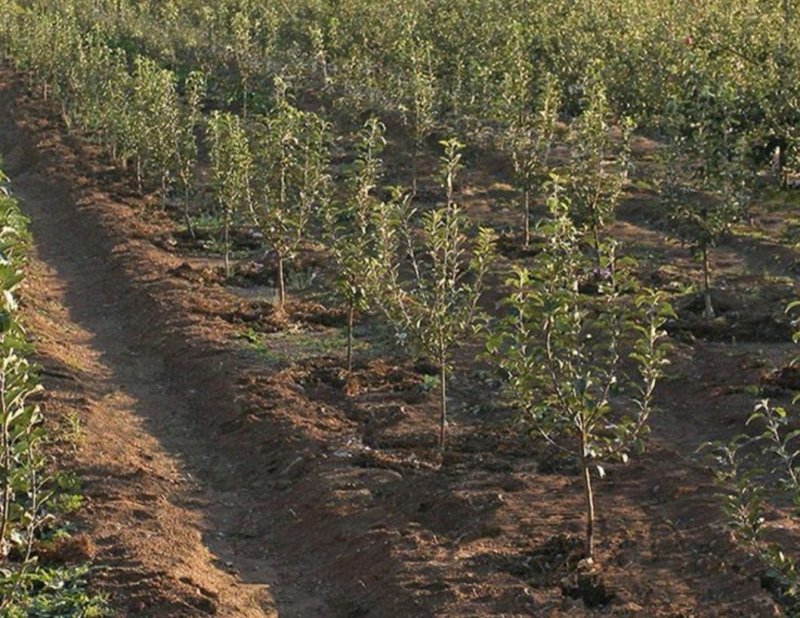 红肉苹果树苗品种多包成活签合同技术指导全国发