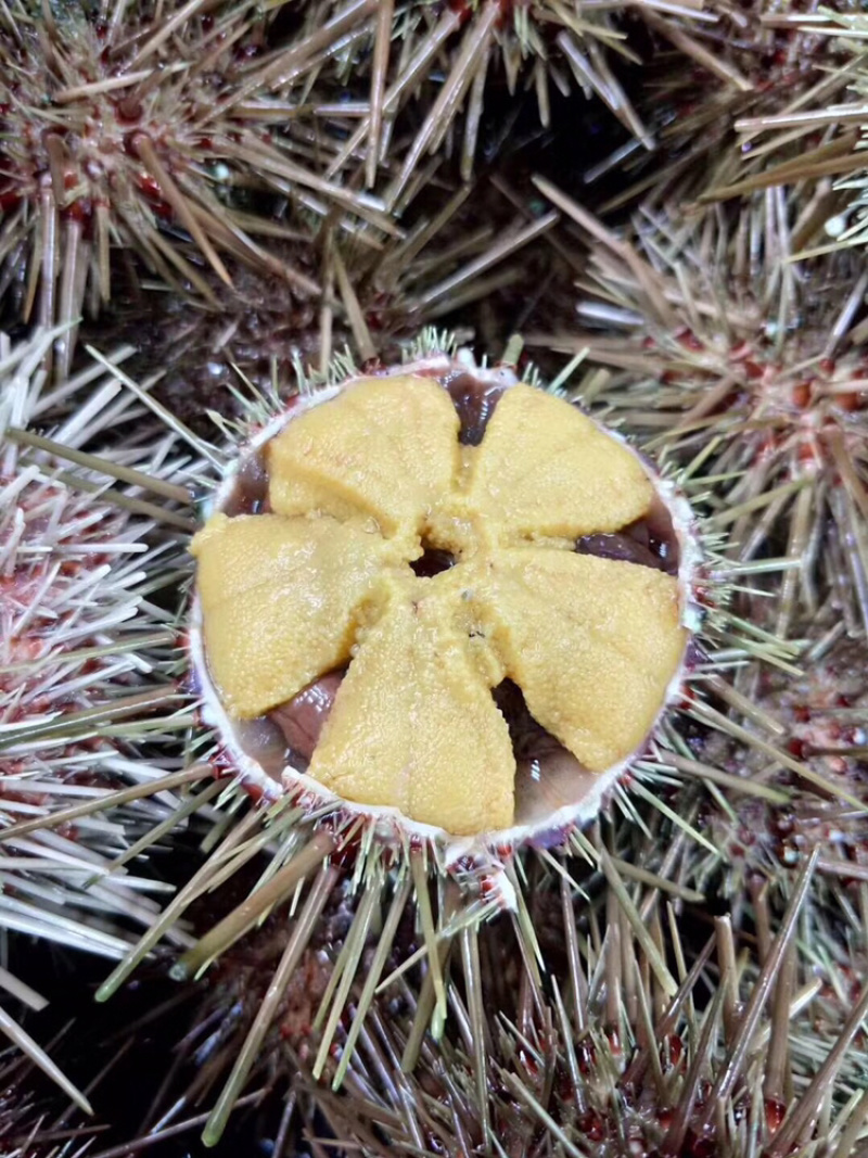 海胆活海胆黄胆马粪胆紫胆