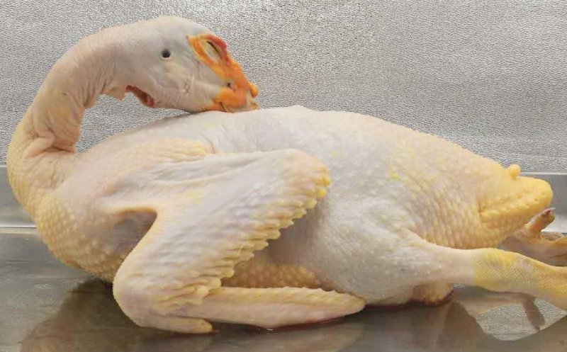 玉土黑番鸭(零售品)