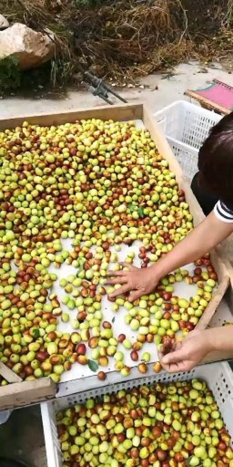 金丝小枣。感谢一亩田这个平台，有需要的客户联系。