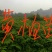 柳杉苗