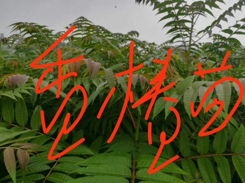 柳杉苗