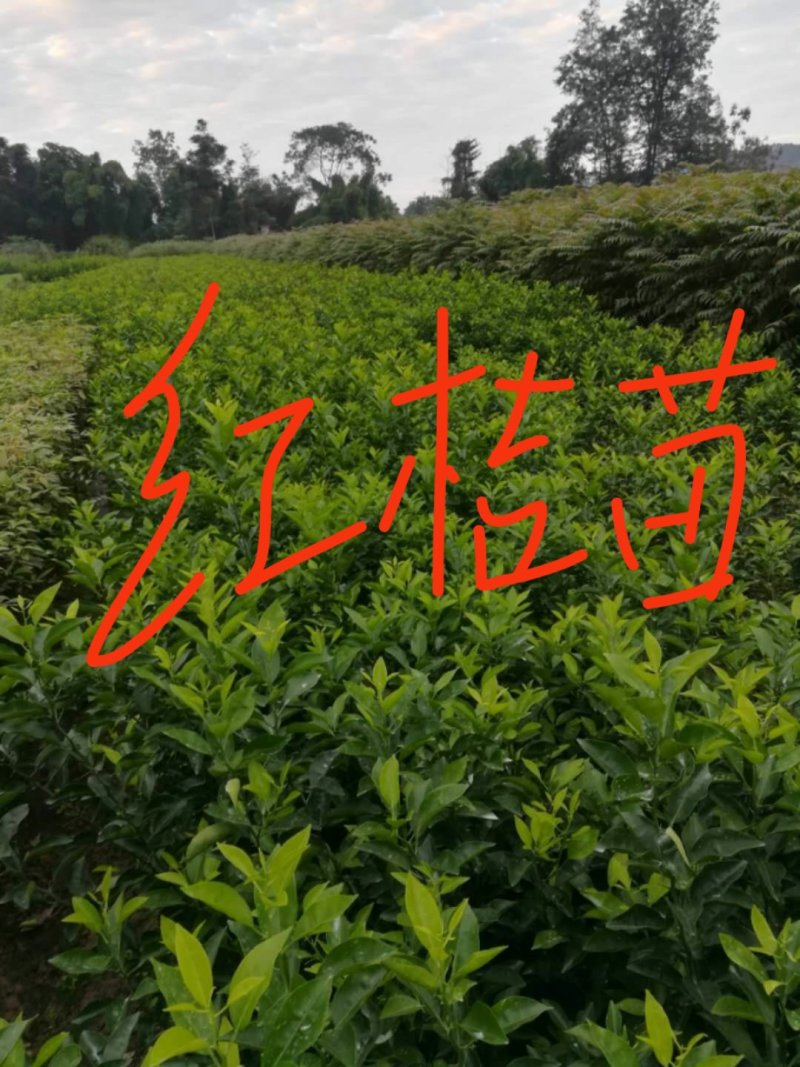 柳杉苗