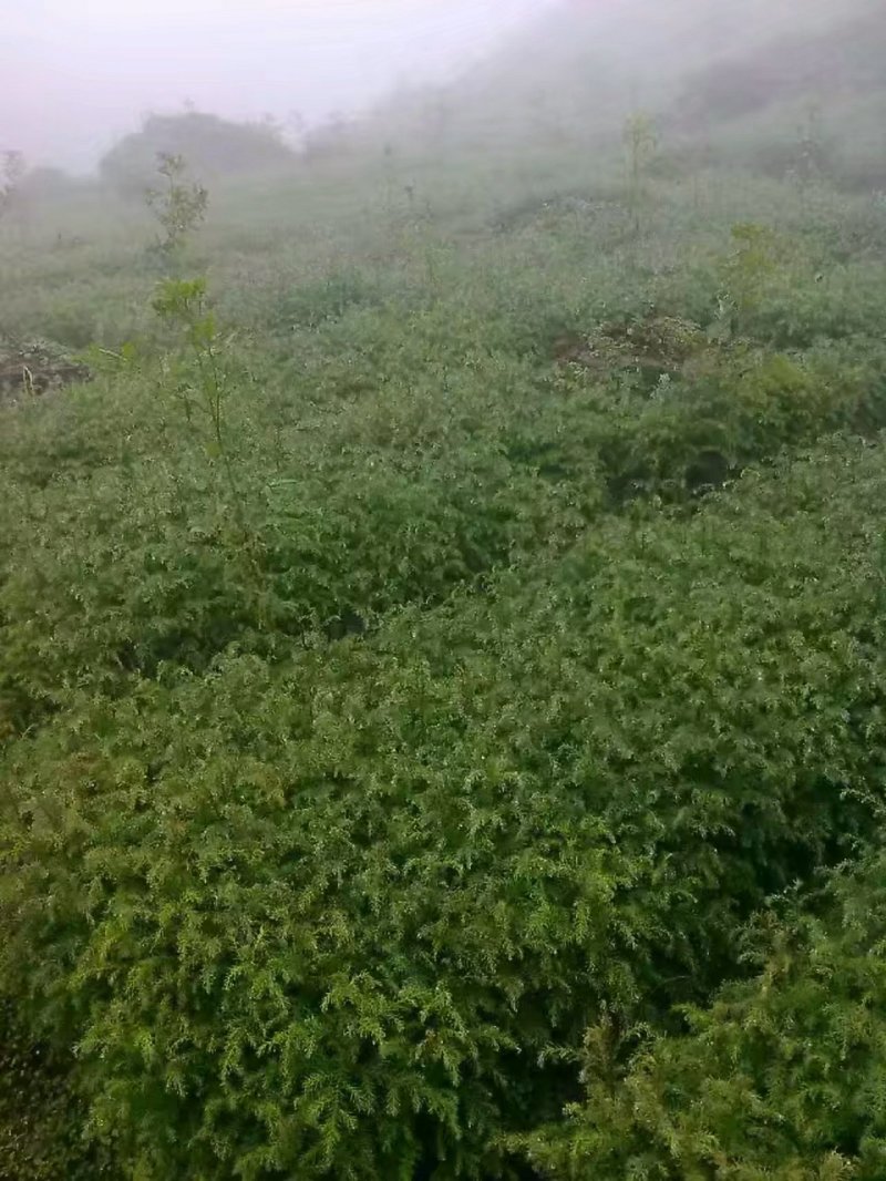 柳杉苗