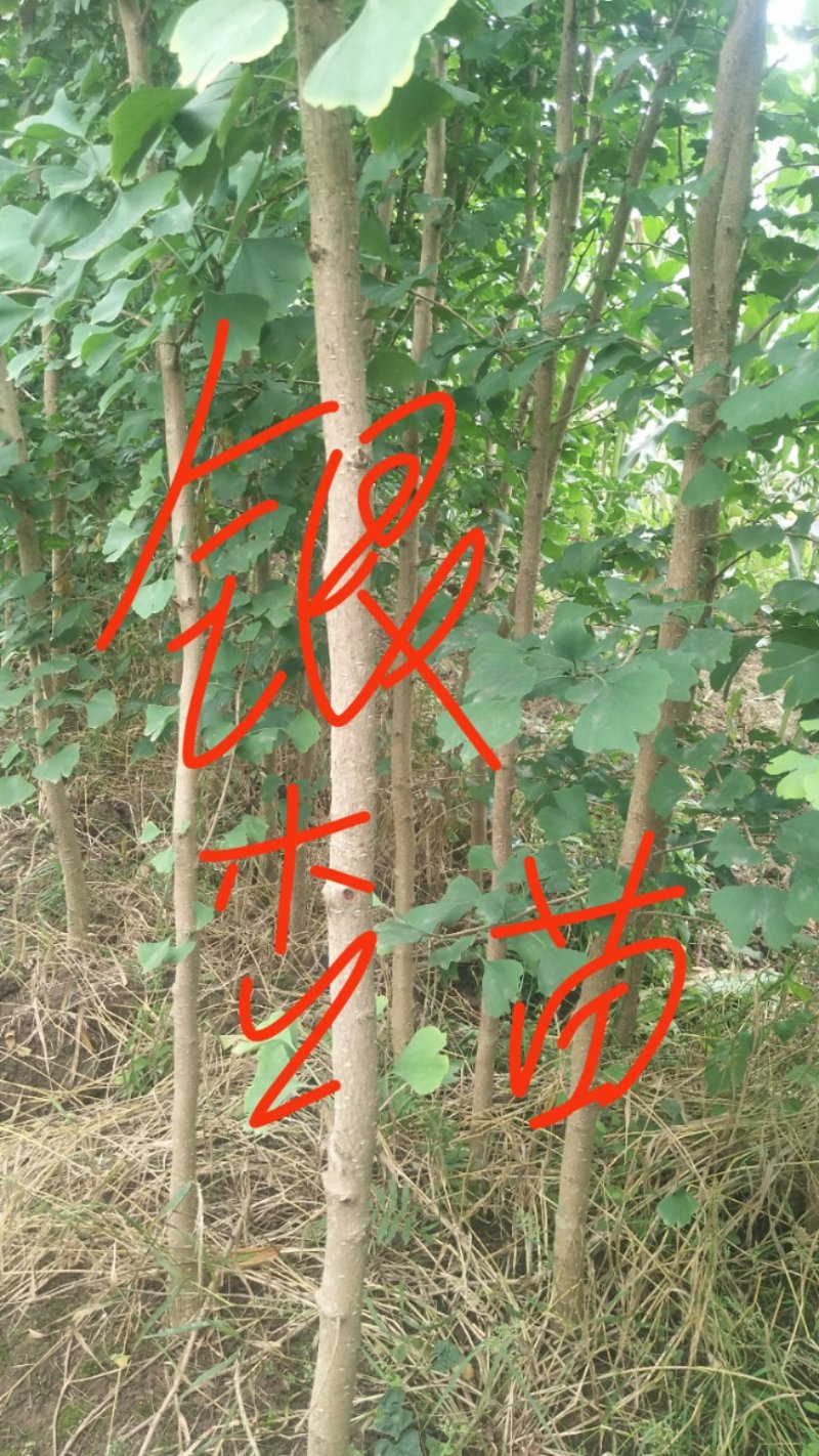 柳杉苗