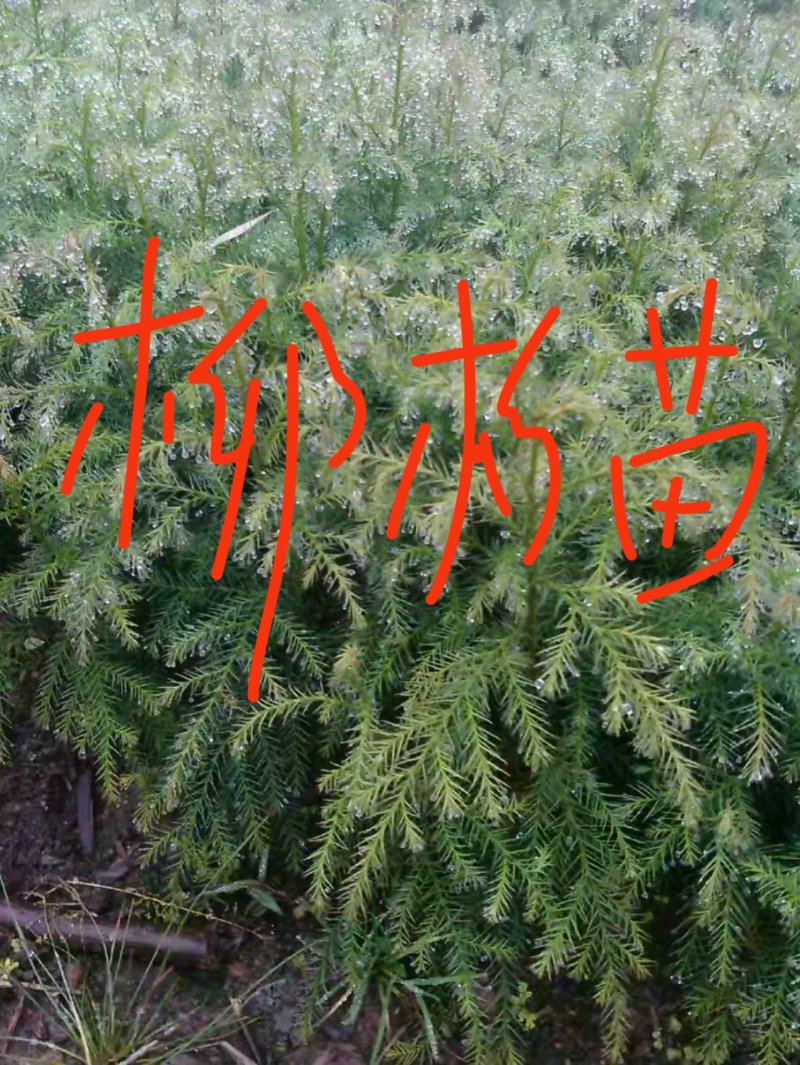 柳杉苗