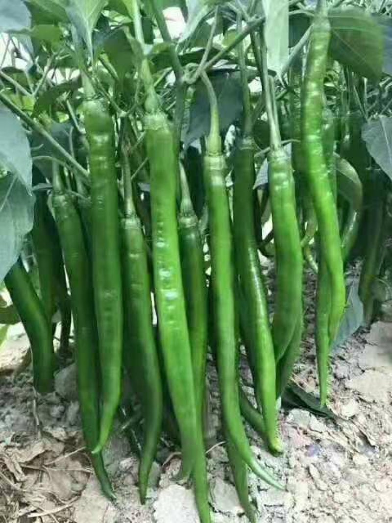 夏邑县线椒红线椒，各种精品鲜辣椒大量发货全国，大量有货