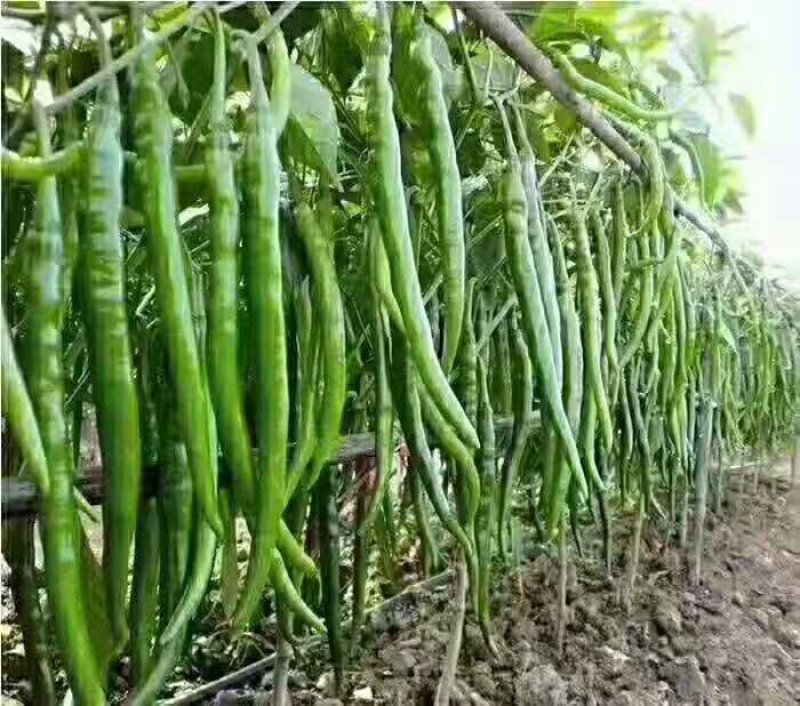 夏邑县线椒红线椒，各种精品鲜辣椒大量发货全国，大量有货
