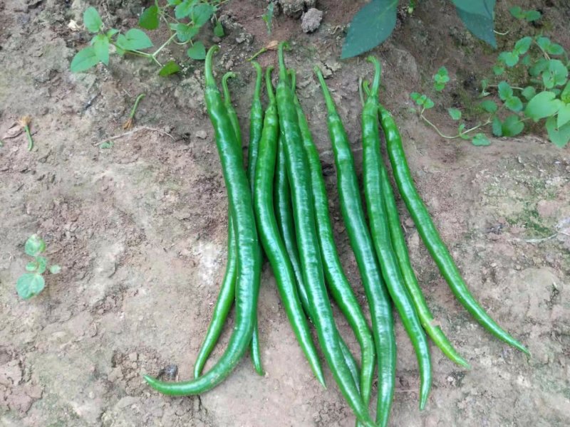 夏邑县线椒红线椒，各种精品鲜辣椒大量发货全国，大量有货