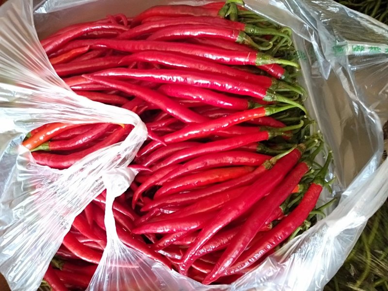 夏邑县线椒红线椒，各种精品鲜辣椒大量发货全国，大量有货