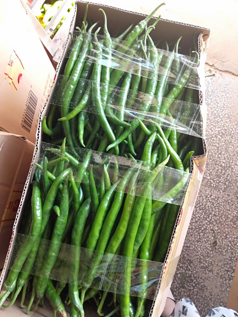 夏邑县线椒红线椒，各种精品鲜辣椒大量发货全国，大量有货