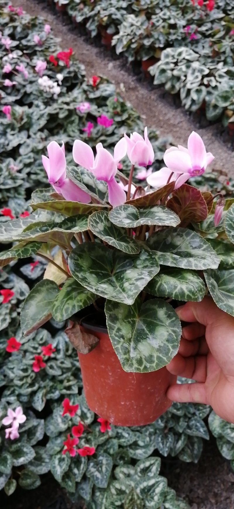 仙客来