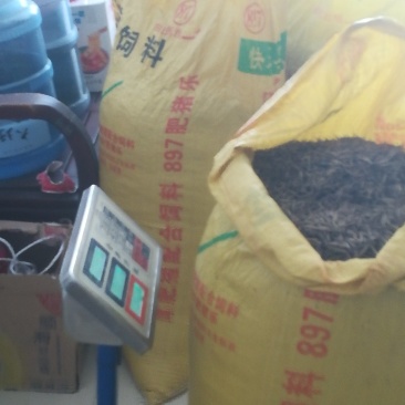 毛竹种子正在打包，有需要的亩友请通过一亩田联系