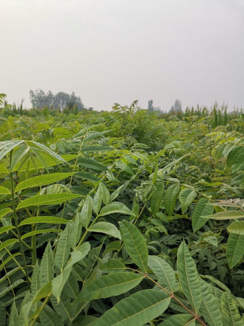 【热卖】香椿树苗，红油香椿大棚专用香椿苗，基地现挖现发