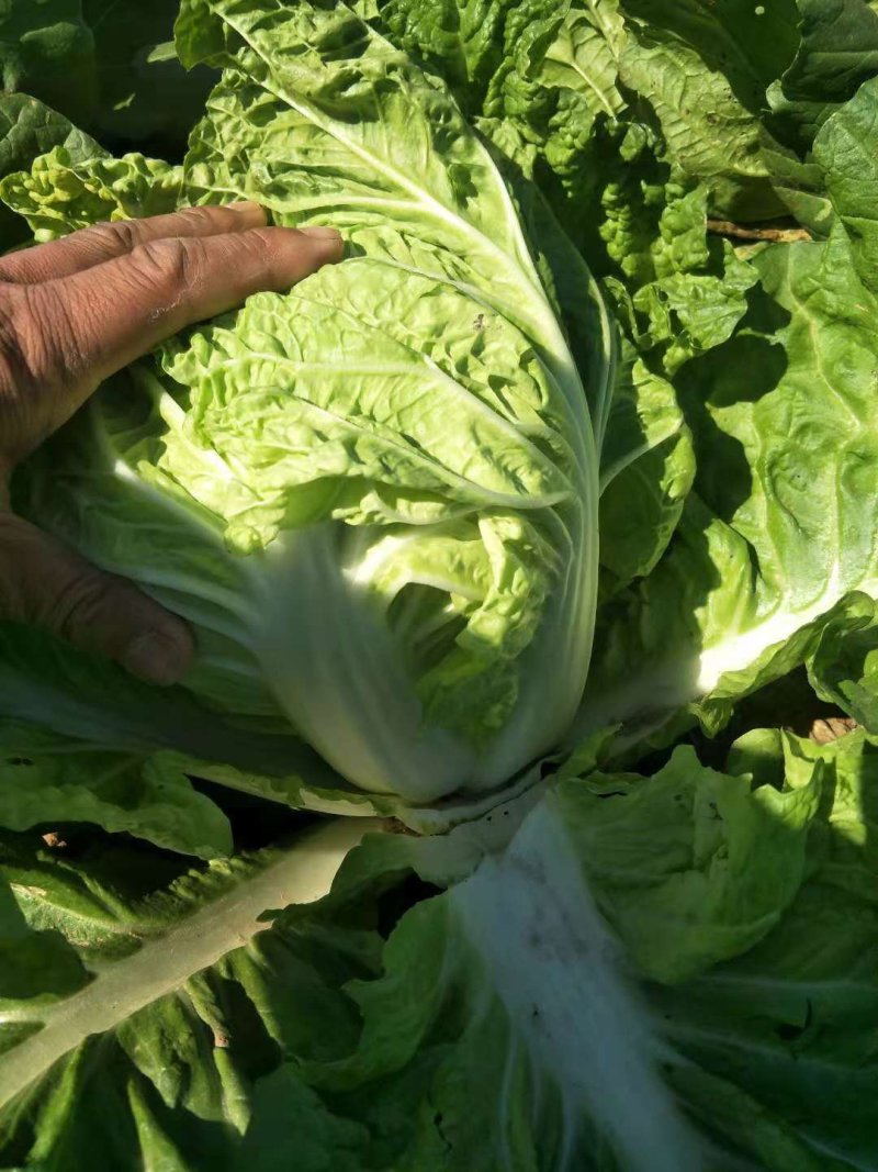 夏阳白菜大量上市可以散装，装袋，装箱净菜