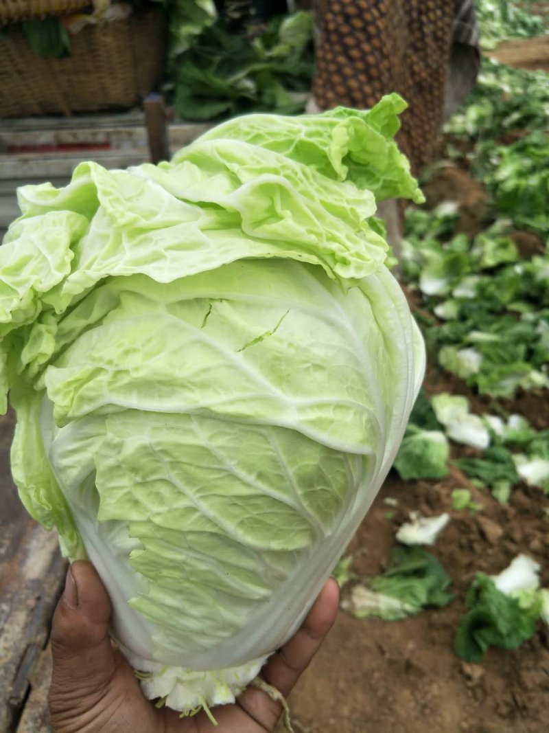 夏阳白菜大量上市可以散装，装袋，装箱净菜