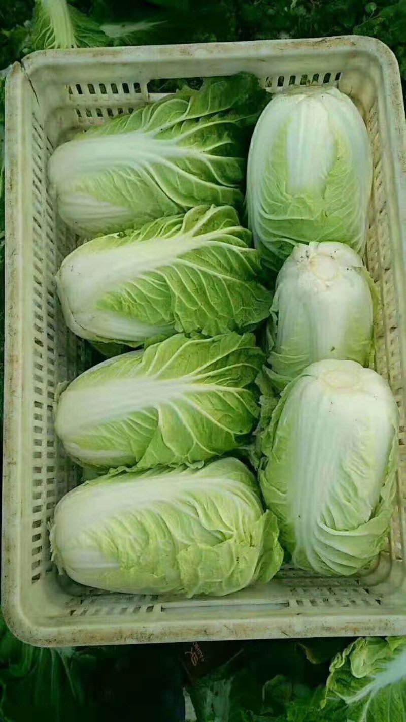 夏阳白菜大量上市可以散装，装袋，装箱净菜