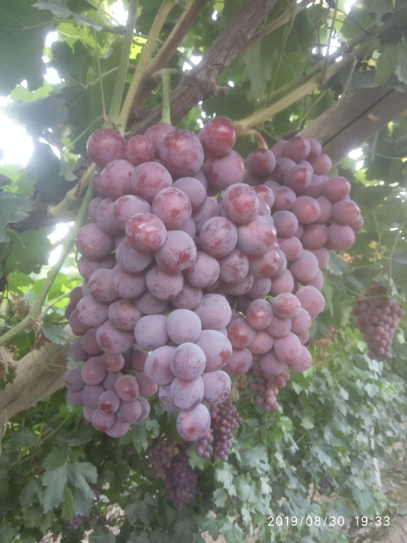 红提葡萄