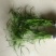 水生植物水竹绿化苗木种植盆栽植物