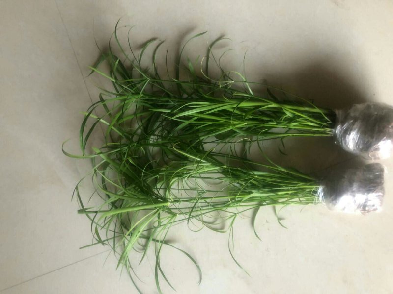 水生植物水竹绿化苗木种植盆栽植物