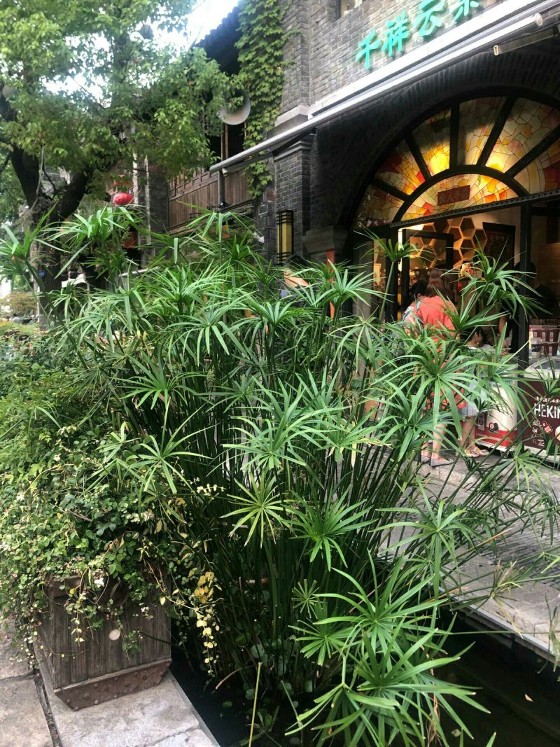水生植物水竹绿化苗木种植盆栽植物