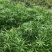水生植物水竹绿化苗木种植盆栽植物