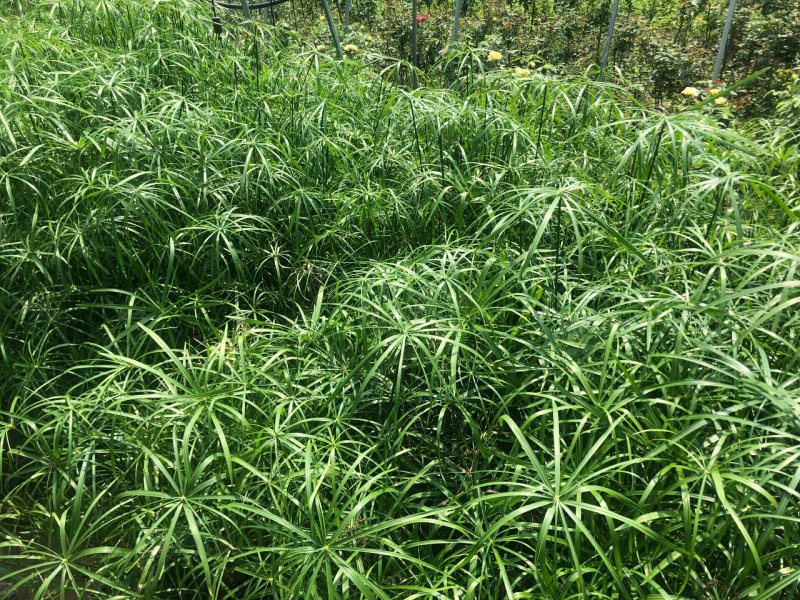 水生植物水竹绿化苗木种植盆栽植物