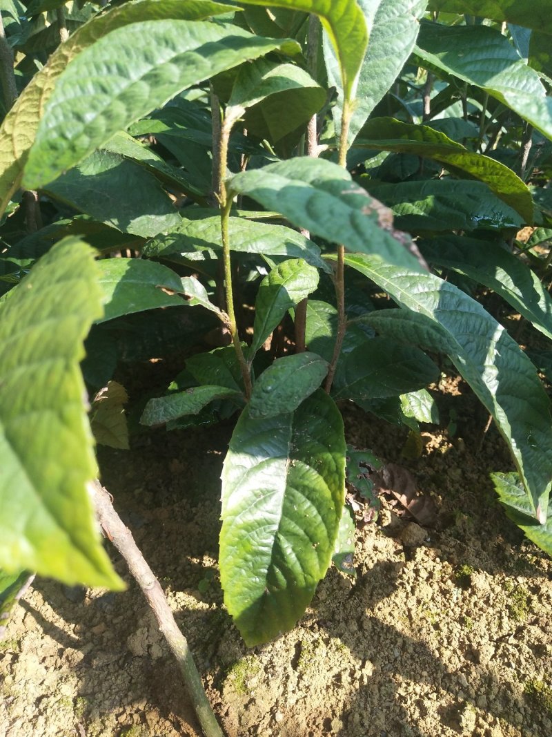 畅销产品酸柚苗，广西桂林中园绿化果苗基地