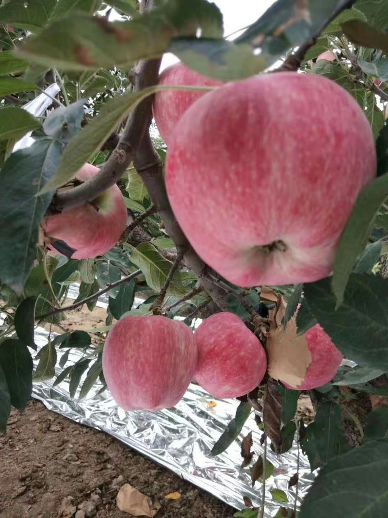 山东红星苹果大量上市*货源充足*质量保证*