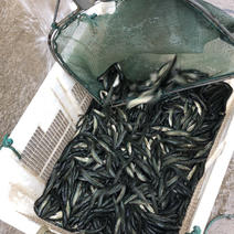 浙江鱼多多养殖基地全年出售各个规格黑鱼苗