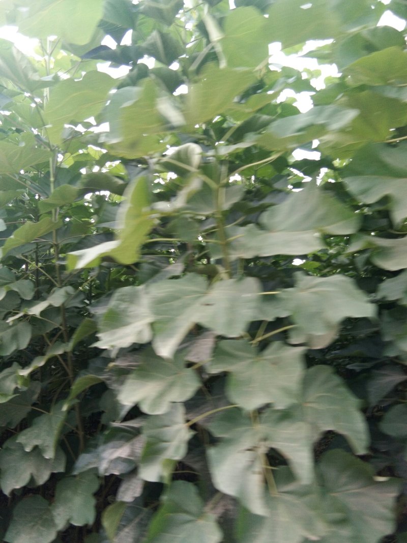 秋树苗梓树苗当年嫁接苗
