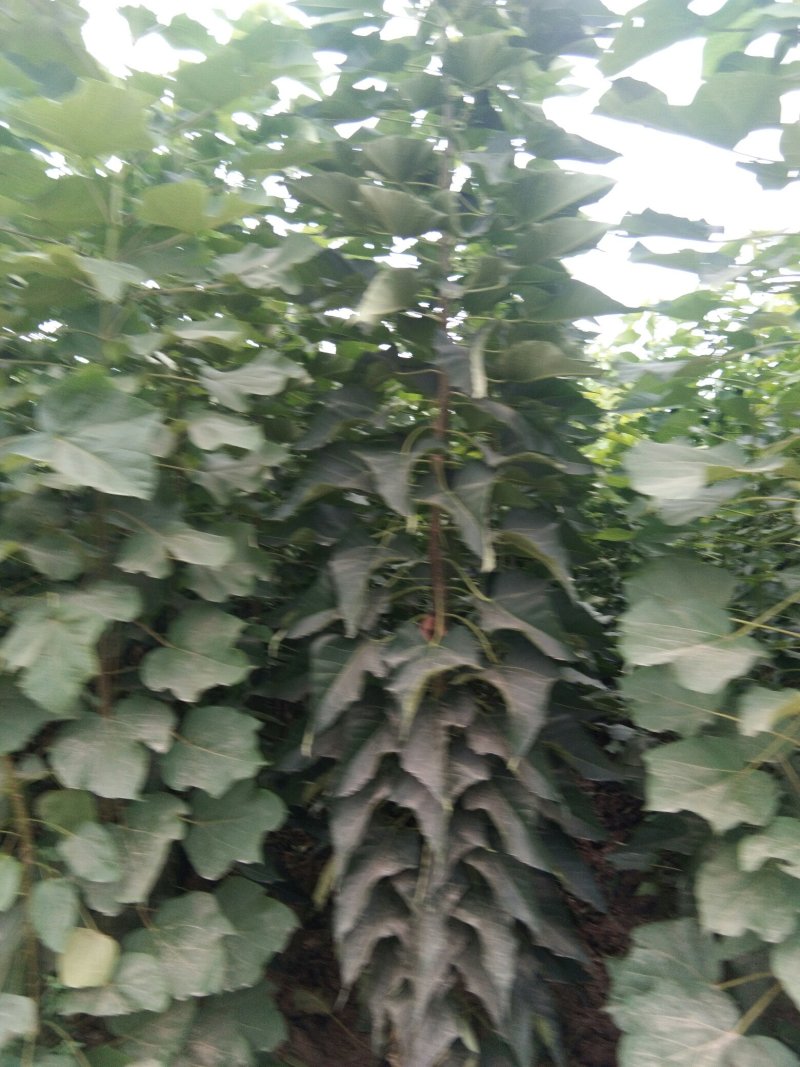 秋树苗梓树苗当年嫁接苗